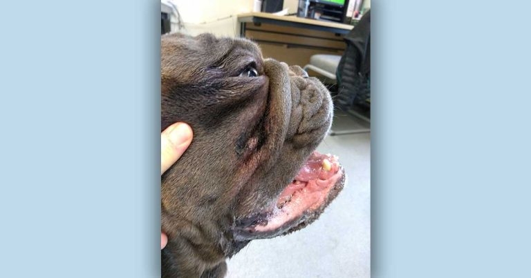 Study shows flat-faced breeds have up to 49 times higher risk of skin fold dermatitis