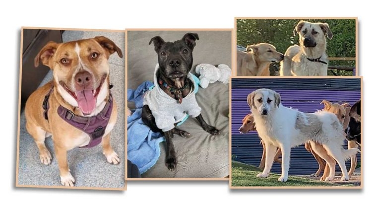 Rescue centre begs for cost of living action to save dogs