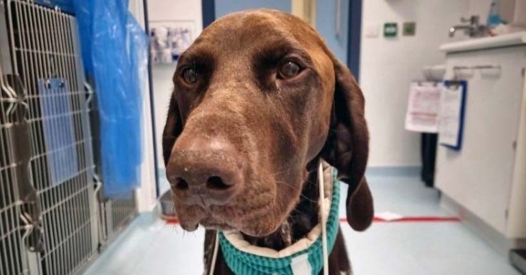 Murphy beats ‘worst case’ of parvovirus ever seen by Yorkshire practice