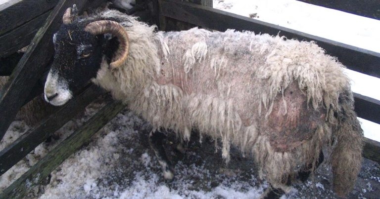 An update on sheep scab control