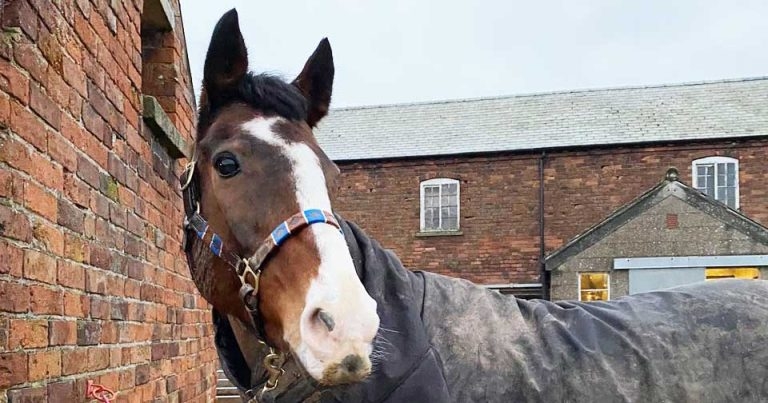 Charity warns of surge in horses needing new homes due to cost of living crisis