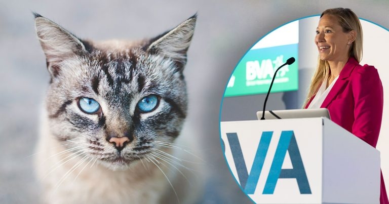 BVA issues cat welfare warning after survey