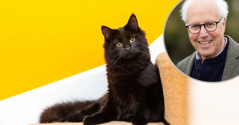 Charity unveils new support guides for Ukrainian refugee cat owners