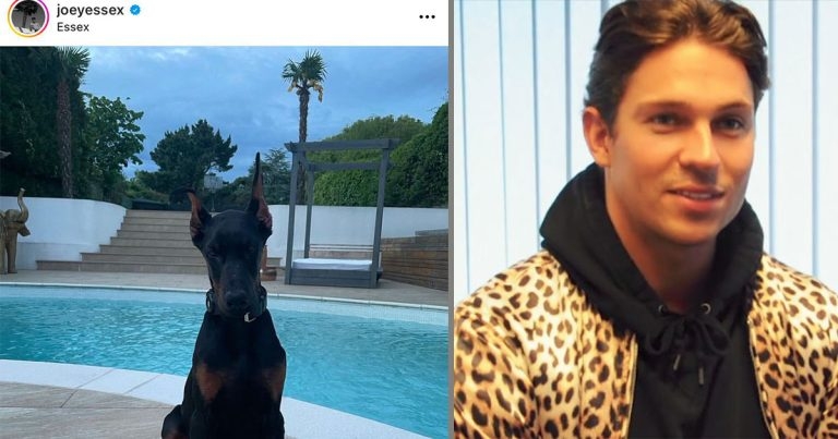 BVA backs law change in Joey Essex dog row