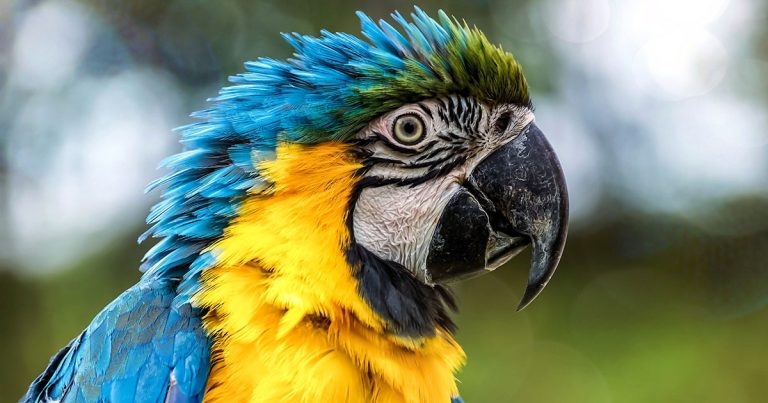 PFMA parrot symposium at Chester Zoo