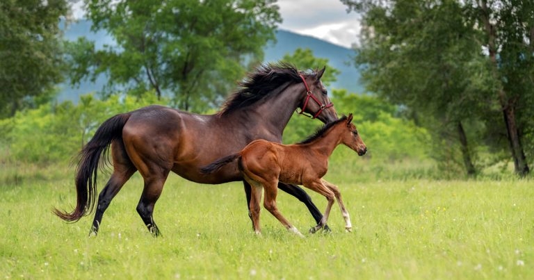 RVC to study impact of early-life decisions on Thoroughbred horses’ racing progress
