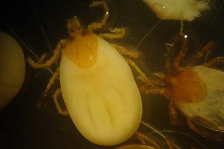 Getting year-round parasites message across to pet owners