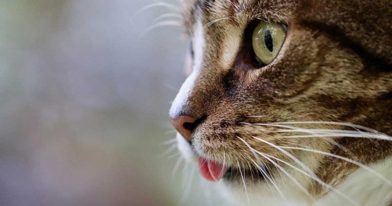 Use of buprenorphine in cats undergoing ovariohysterectomy