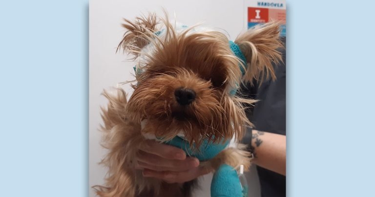 Ralph team uses novel technique to get Dotty on her feet again