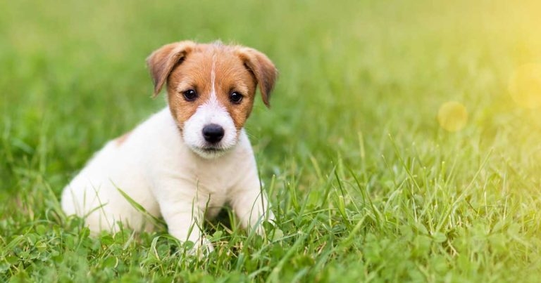 Calls for action to tackle ‘worrying’ puppy sale trends