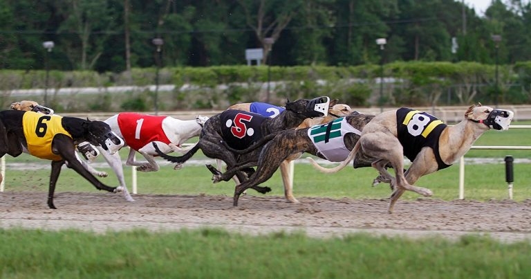 Government resists calls for dog racing ban