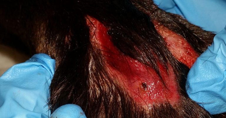 Researchers confirm first autumn 2022 case of Alabama rot