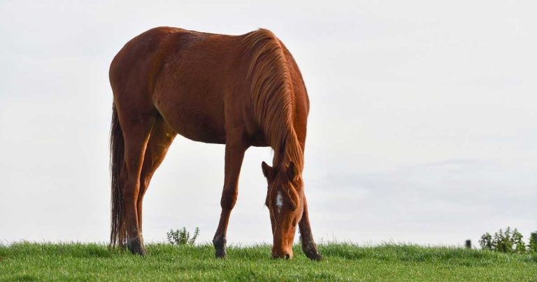 Free webinar to cover equine anthelmintic best practice