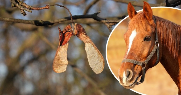 Equine vets warn owners after spate of oak and sycamore poisoning