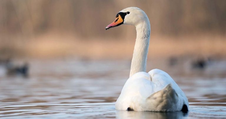 Avian flu prevention zone comes into force across Great Britain