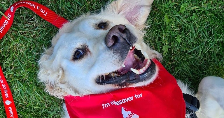 Pet Blood Bank UK launches vital platelet treatment