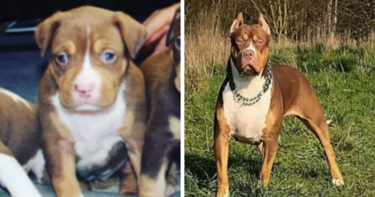 Man given suspended prison sentence over cropping of dogs’ ears