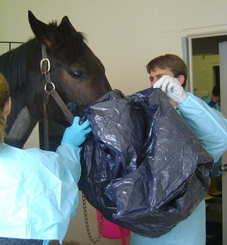 A holistic approach to equine asthma, including owner advice