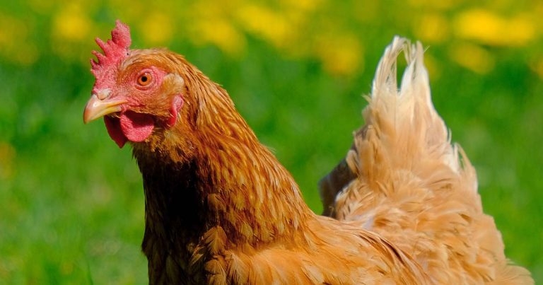 Pet poultry – don’t panic!