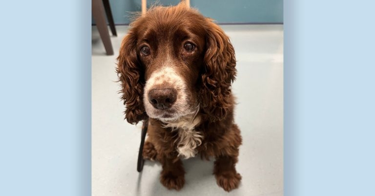 Tip-top Tockly is rare canine cancer survivor
