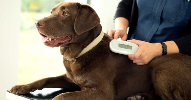 MSD launches innovative new microchip