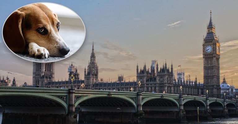 Government told to ‘wake up’ over extreme breeding crime links