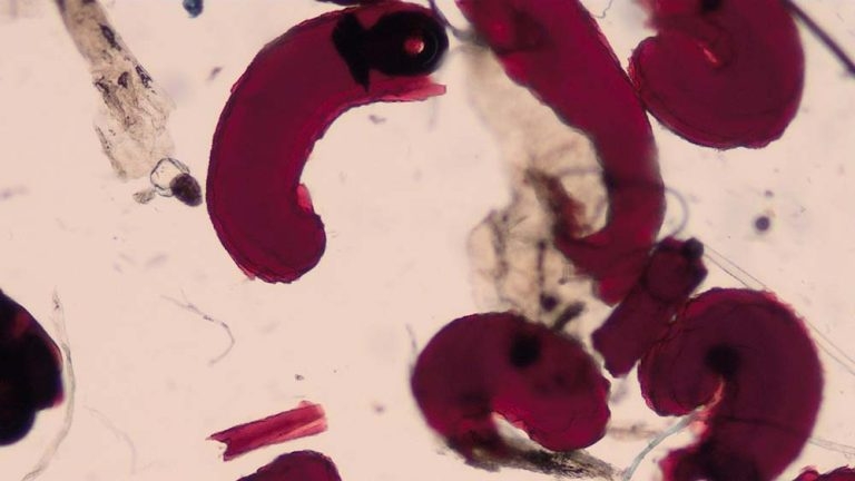 Guide to skin sampling for busy veterinary surgeons