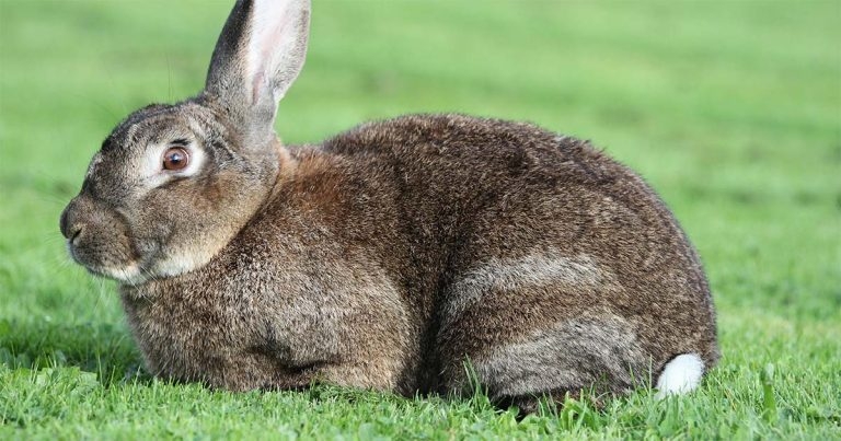 CT: a powerful diagnostic for the rabbit abdomen