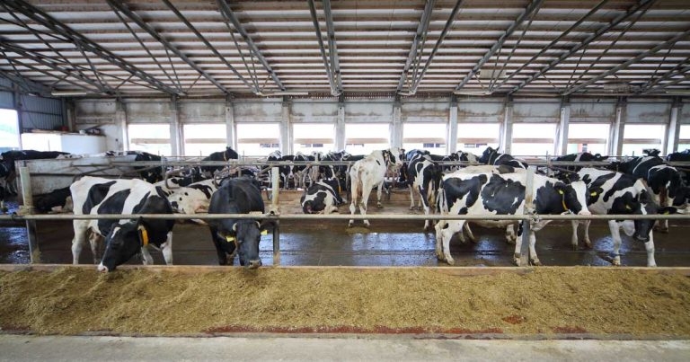 Salmonella Dublin prevalent on 40% of British dairy farms – study