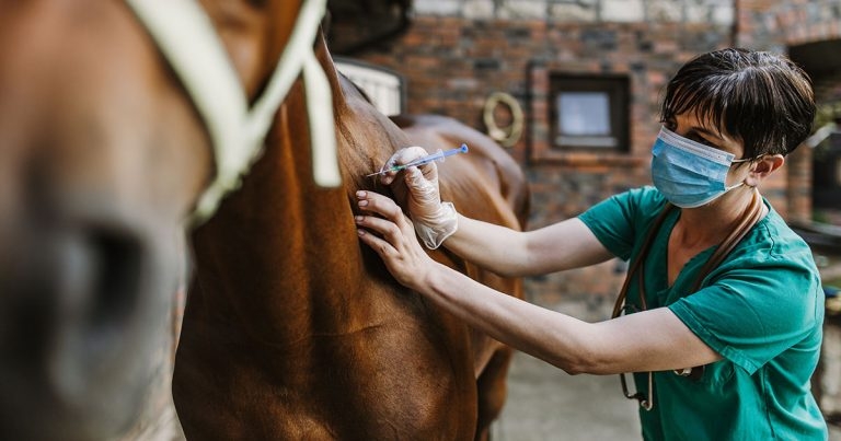 New study into veterinary workplace injuries