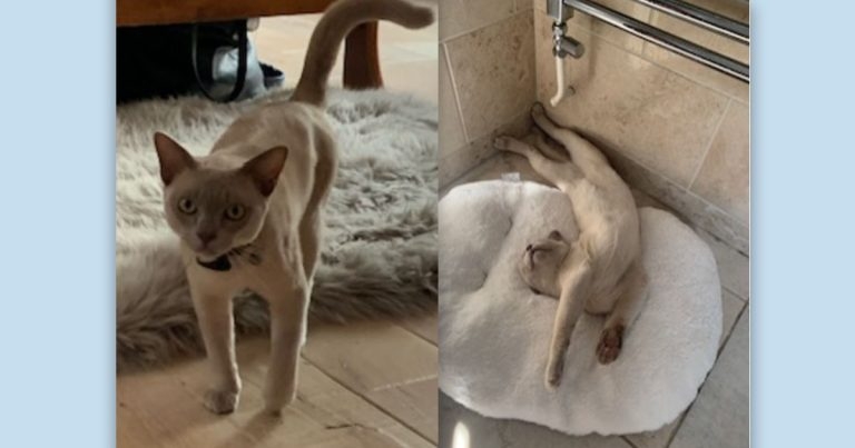 Practice cooperation saves Burmese cat