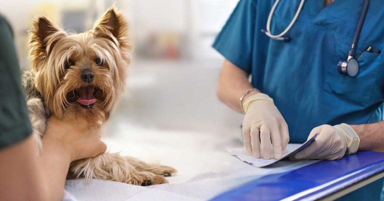 Further revisions to ‘under care’ proposals outlined in RCVS report