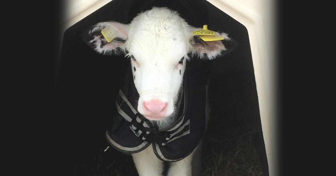 RVC seeks farm vets for UK dairy herd study
