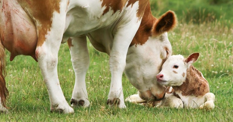 Hopes new test project can deliver faster calf pneumonia treatment