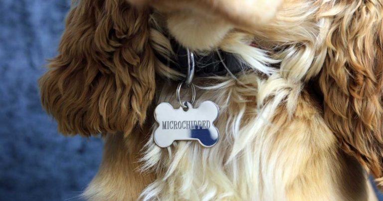 Vets vital to up-to-date client contact data, says microchip firm