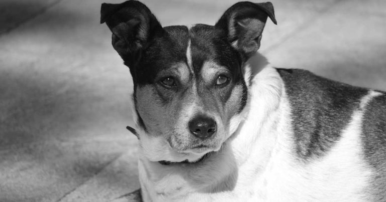 Animal charities warning of unprecedented help demand