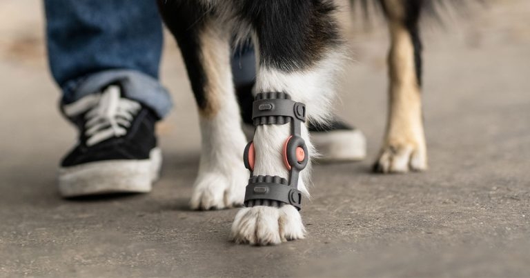 Vet-tech start-up launches 4D printed orthoses and prostheses for dogs