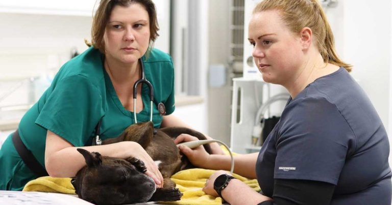 CVS launches Level 5 Advanced Certificate in Veterinary Nursing