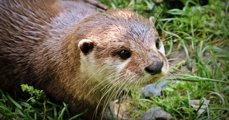 Foxes and otters infected with avian influenza, scientists reveal