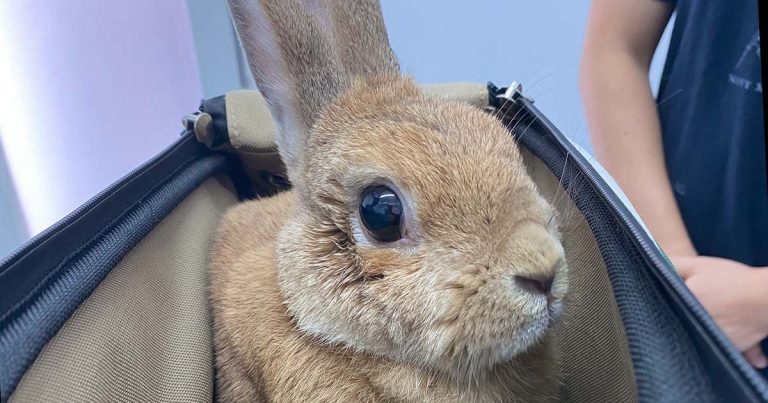 Diagnosis and treatment of a rabbit with gastric dilatation volvulus