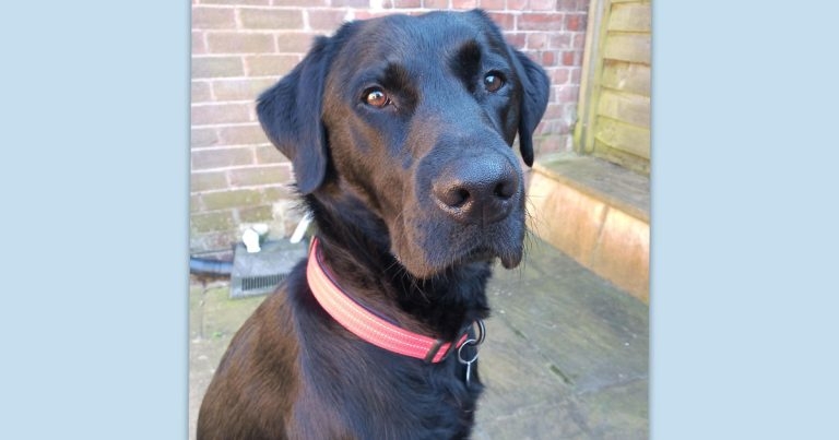 Pioneering heart surgery performed at Hertfordshire animal hospital
