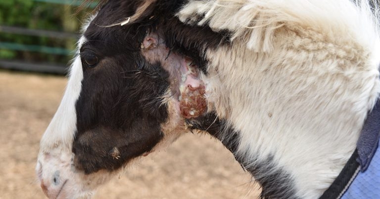 Call on vets to raise strangles awareness