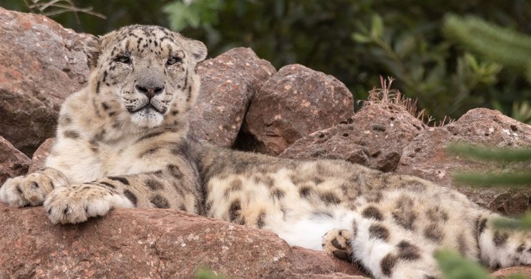 Twinkle back in big cat’s eye thanks to Royal Dick vets