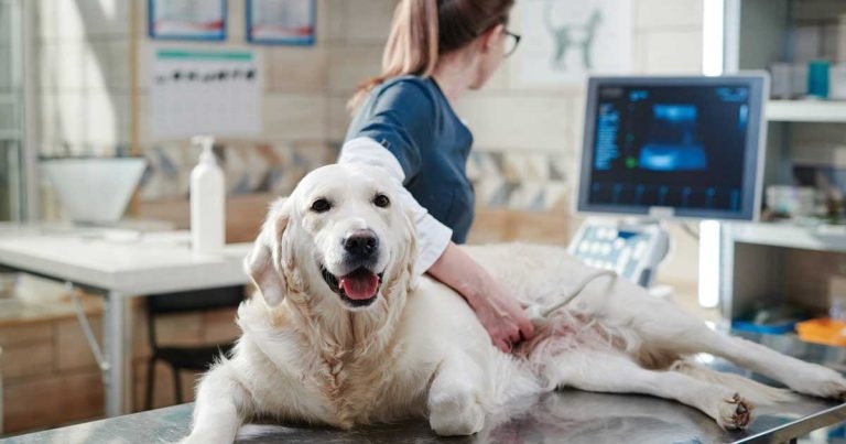 Leveraging diagnostic technology to boost practice productivity