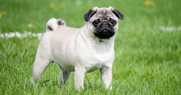 Vet groups welcome Moonpig decision to axe cards with pugs and French bulldogs 