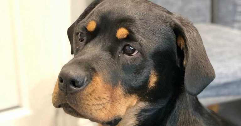 Rottweilers at greatest cranial cruciate ligament rupture risk