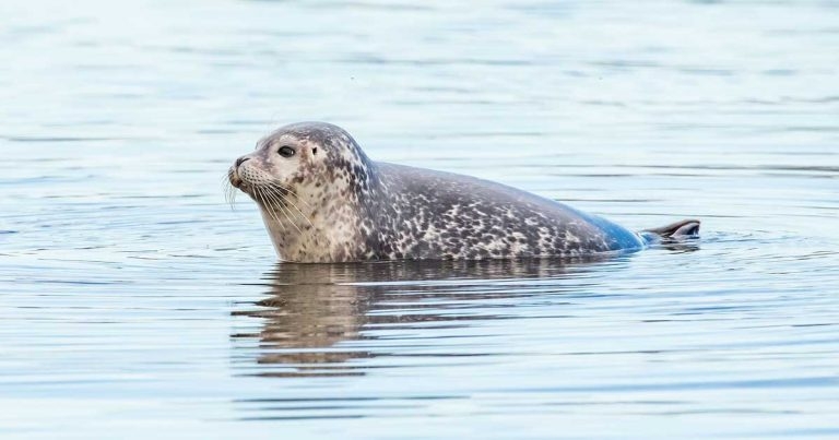 Four seals infected with avian influenza, APHA confirms
