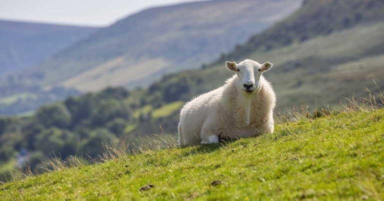 Vets alerted to sheep AMU calculator glitch