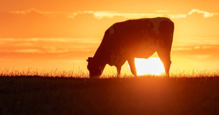 Bovine viral diarrhoea: where are we on the journey to eradication?