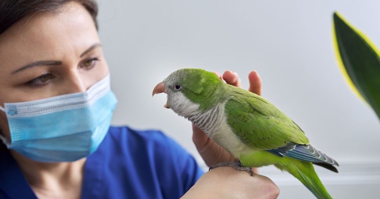 SVN’s call to vet nurses to help with final-year avian project